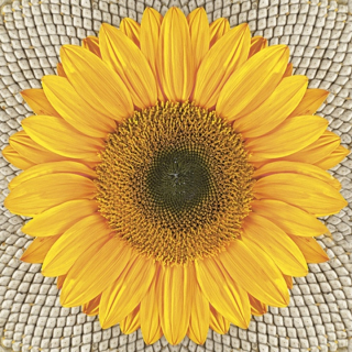 Χαρτοπετσέτες  για ντεκουπάζ Sunflower on Seeds - 1 τεμάχιο