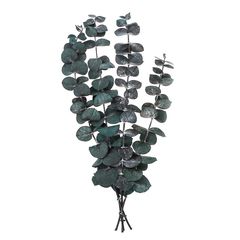 Σταθεροποιημένος Ευκάλυπτος Baby Blue / 4 στελέχη, Πράσινο, 20 cm